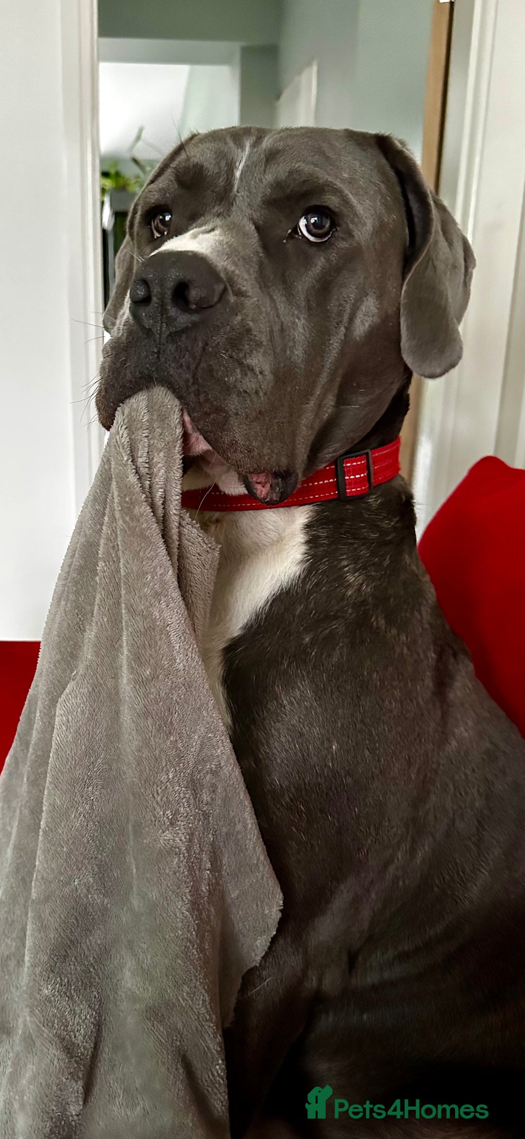 Mastiff dogs for sale: Mastiff dog ( Buddy )  - Advert 11