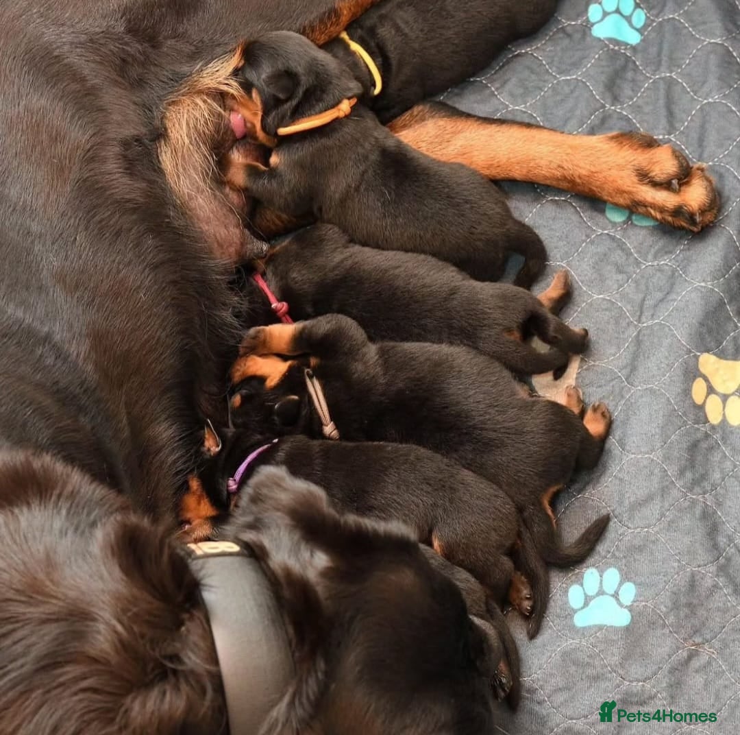 Rottweiler dogs for stud: Onex de Tierra Ibera now available for stud in Newark - Image 6