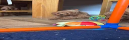 Miniature Poodle dogs for sale: Gorgeous Miniature Poodles - Advert 11