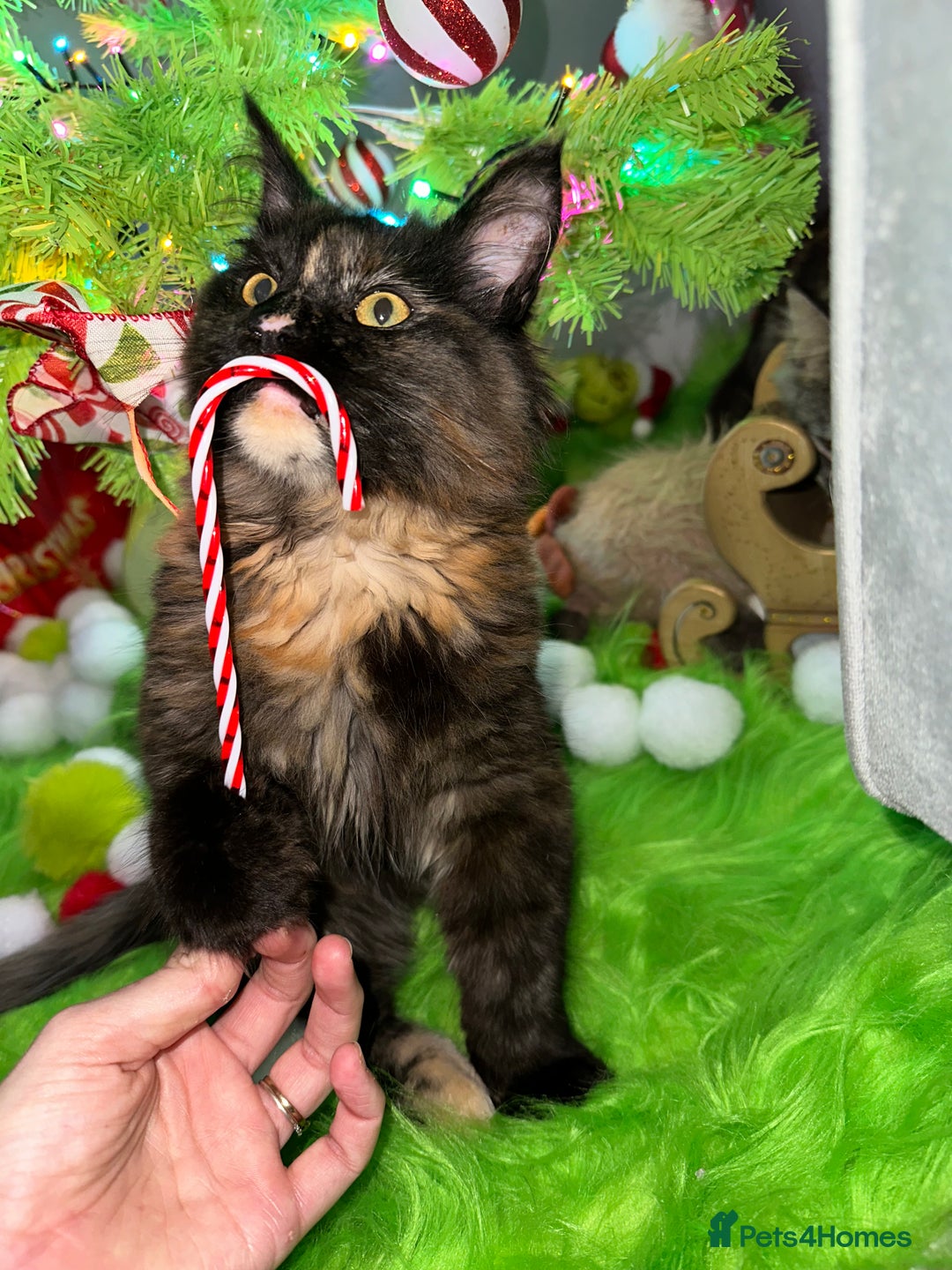 Maine Coon cats for sale: Xl mainecoon kittens dad is Xl very big boy  - Advert 33