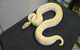 Python Snake reptiles for sale: Mixed Male and Female Royal Pythons - Image 8
