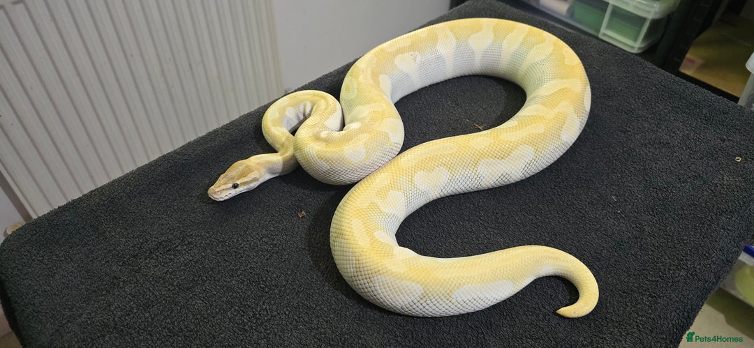 Python Snake reptiles for sale: Mixed Male and Female Royal Pythons - Image 8