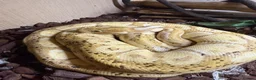Python Snake reptiles for sale: 3 year old male banana ball python in Bury Saint Edmunds - Advert 4
