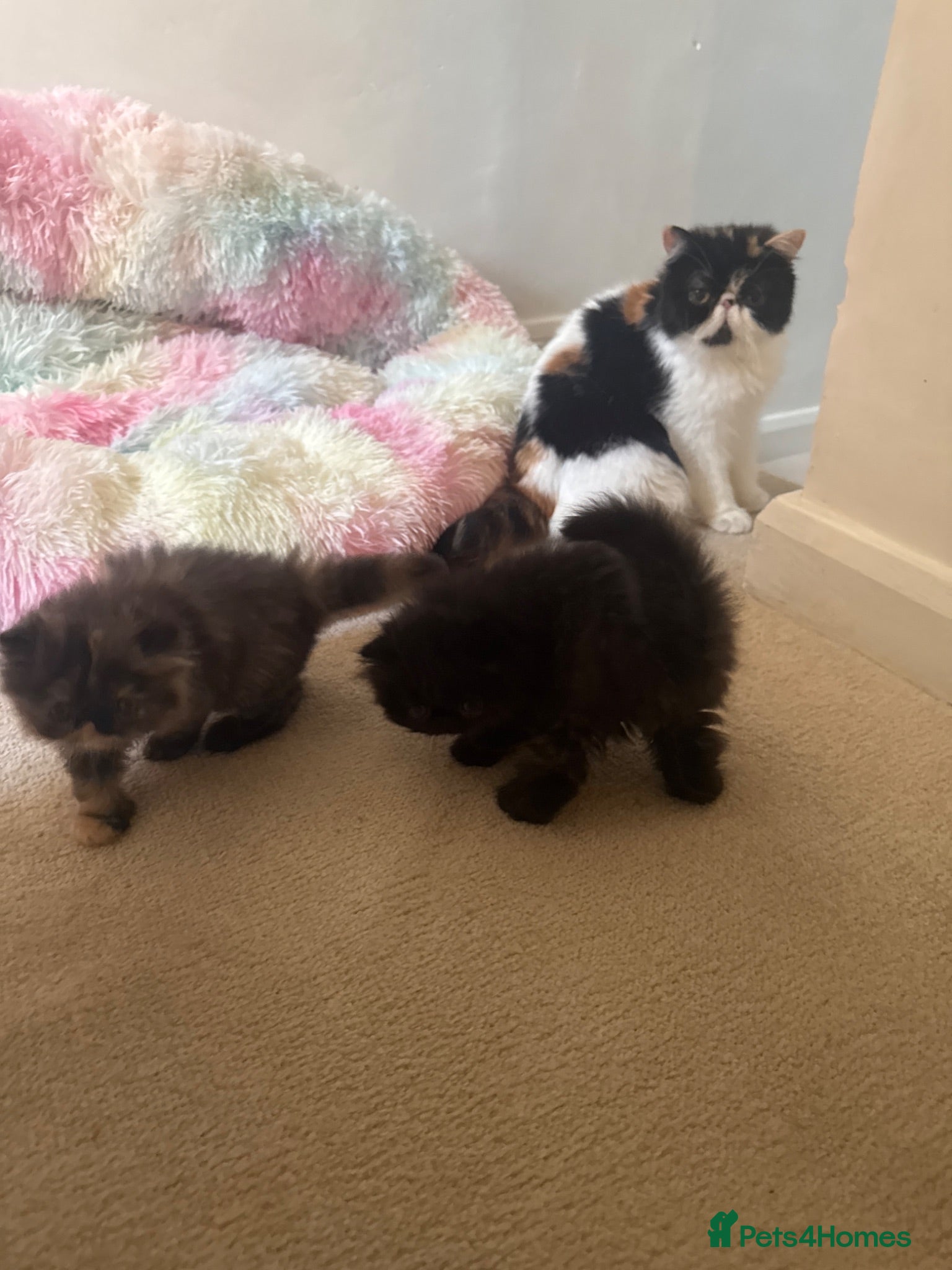 Persian cats Persian kittens 1 short 😊 - Advert 7