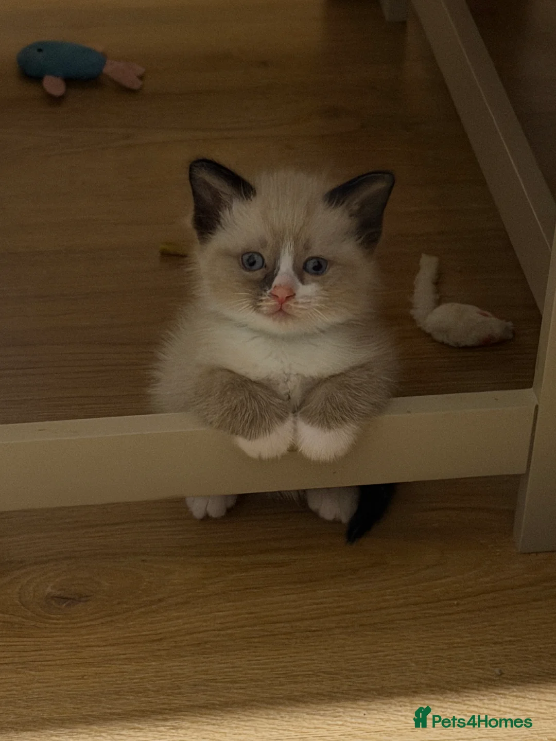 Ragdoll cats for sale: 5 beautiful ragdoll cross kittens available. - Advert 8