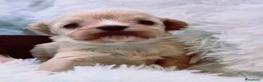 Cavapoo 6