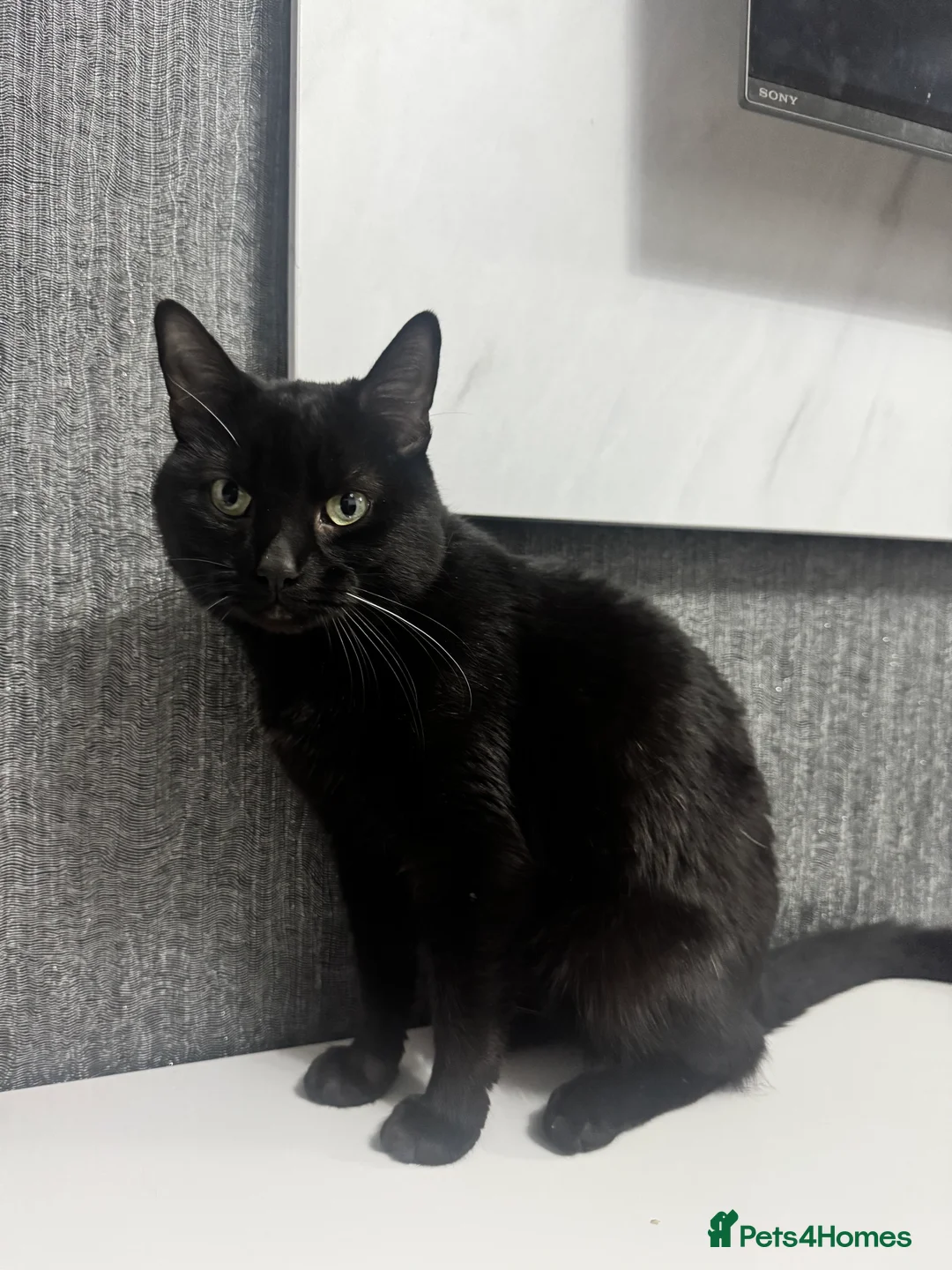 Mixed Breed cats for sale: Sadly re-homing our beloved cat due to allergies. - Advert 3