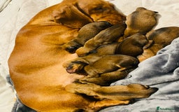 Dachshund dogs for stud: Kc registered standard smooth stud  in Newton Abbot - Image 3