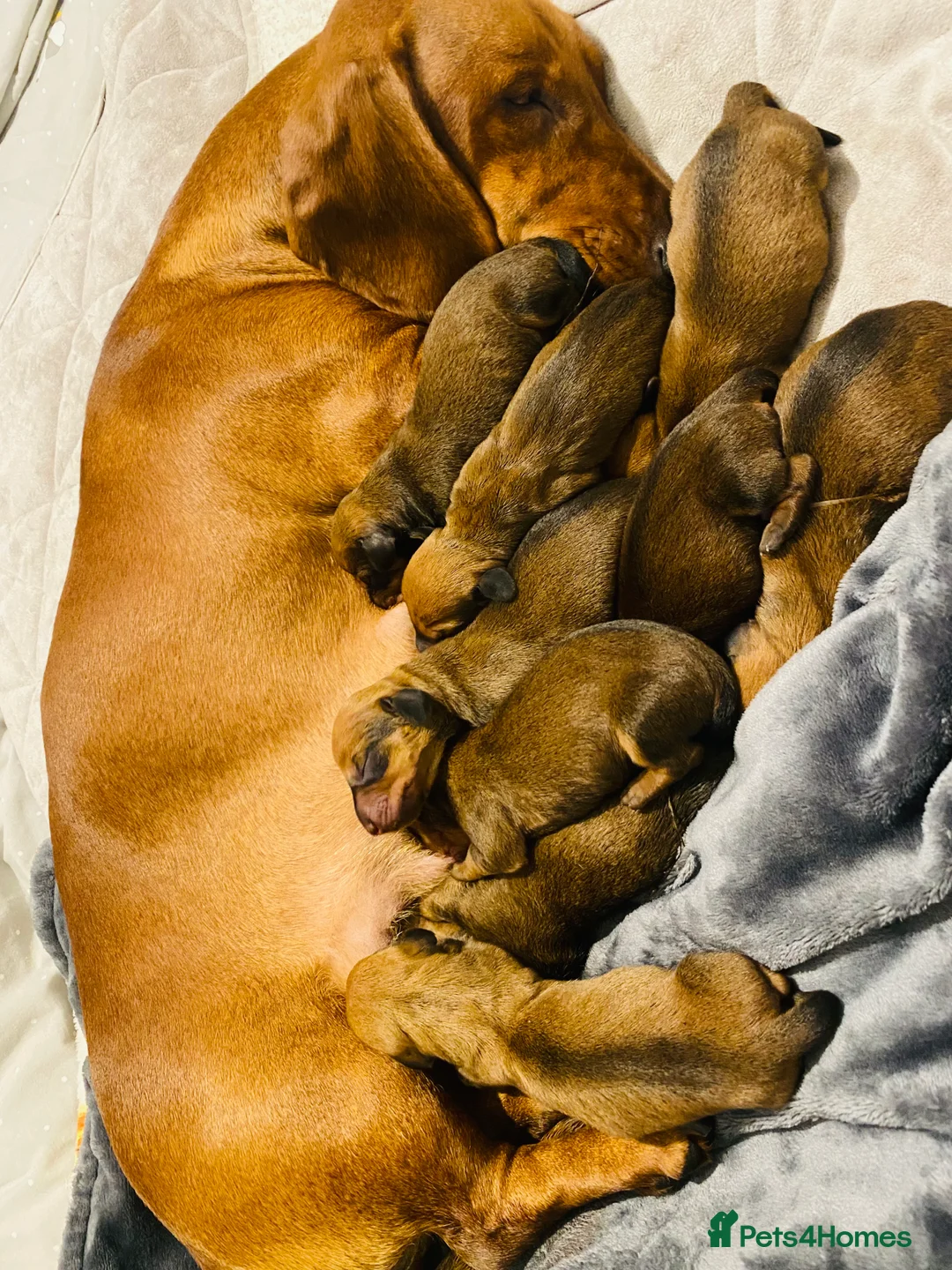 Dachshund dogs for stud: Kc registered standard smooth  in Newton Abbot - Advert 3