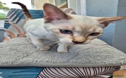 Snowshoe cats for sale:  pedigree Tica reg  snowshoes  READY NOW - Image 28