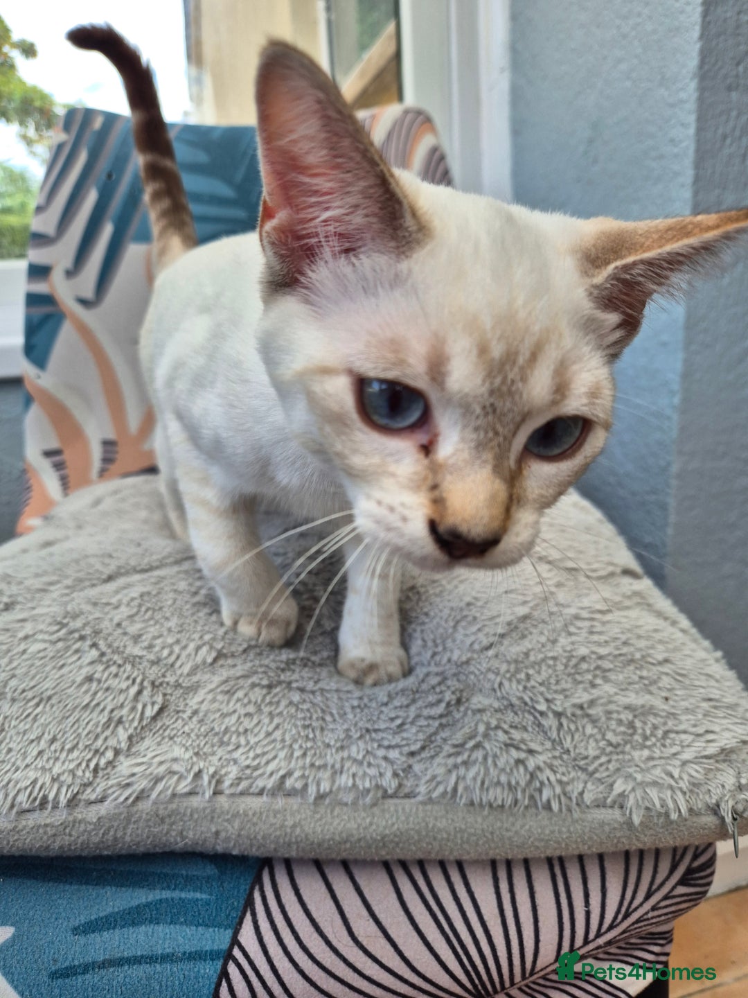 Snowshoe cats for sale:  pedigree Tica reg  snowshoes  READY NOW - Image 28