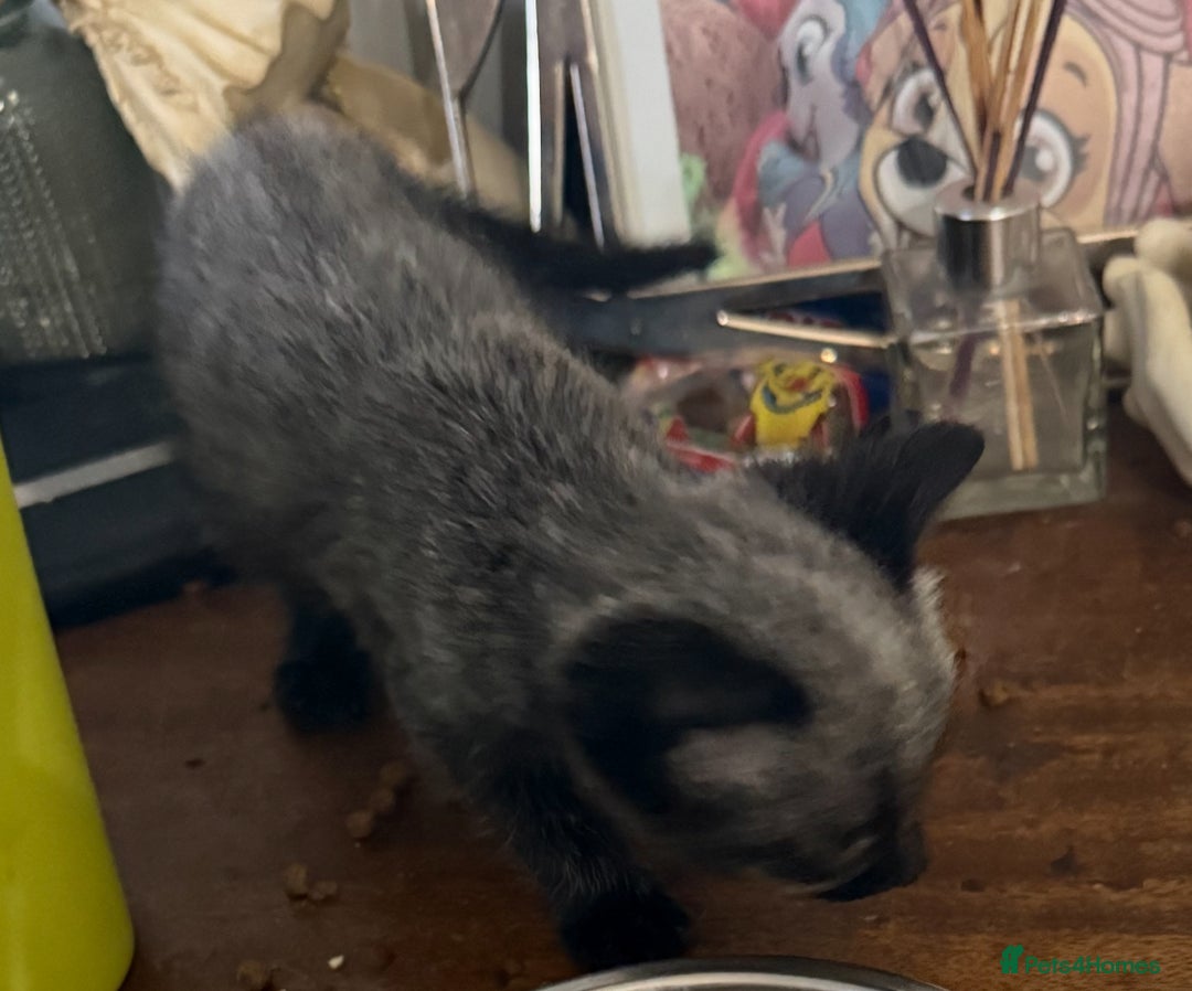 British Shorthair cats for sale: 3 grey beautiful girls  - Image 4