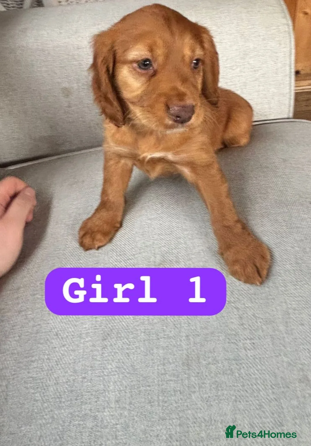 Cocker Spaniel dogs for sale: Cocker spaniels  in Nantwich - Advert 2