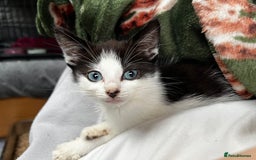 Domestic Shorthair cats for sale: Tabby and Black & white Kitten Ready to go!  - Image 1