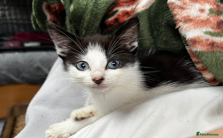 Domestic Shorthair cats - Advert 5