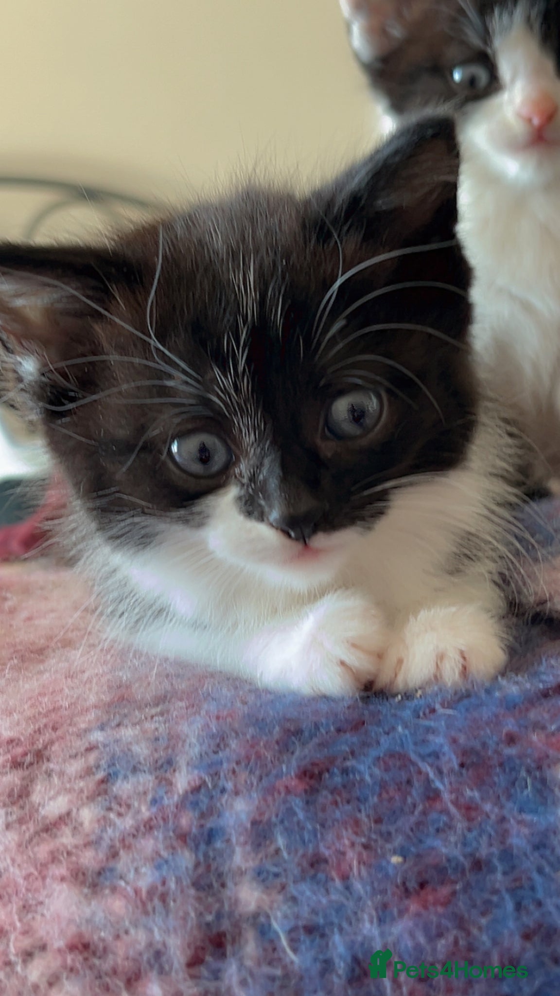 Mixed Breed cats for sale: Two little girls lett - Advert 2
