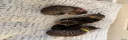 Mixed Breed cats for sale: Beautiful kittens  in Ipswich - Advert 19