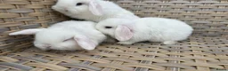 Mini Lop rabbits for sale: Blue eyed white mini lops. - Advert 8