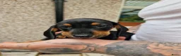 Miniature Dachshund dogs for sale: MiniDachshund in Saint Helens - Advert 1