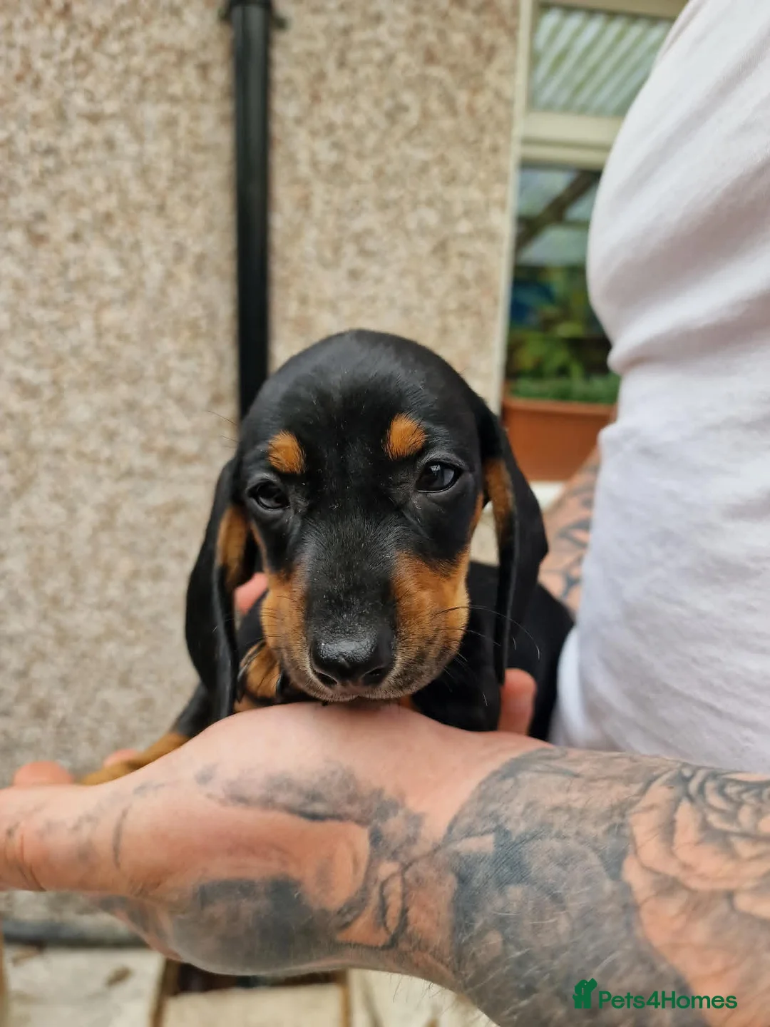 Miniature Dachshund dogs for sale: MiniDachshund in Saint Helens - Advert 1