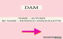 Golden Retriever dogs for sale: Perfect Golden Retriever Pups due 21st November!  - Image 5