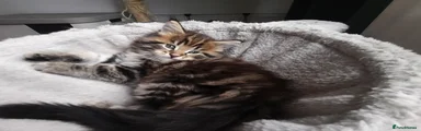 Maine Coon Kitten 2