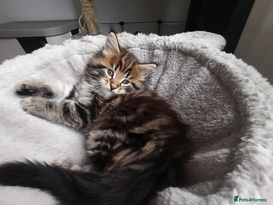 Maine Coon cats for sale: Maine coon kittens  - Advert 6