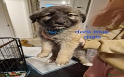 Mixed Breed dogs for sale: Turkish kangal x German shepherd puppies  - Image 3