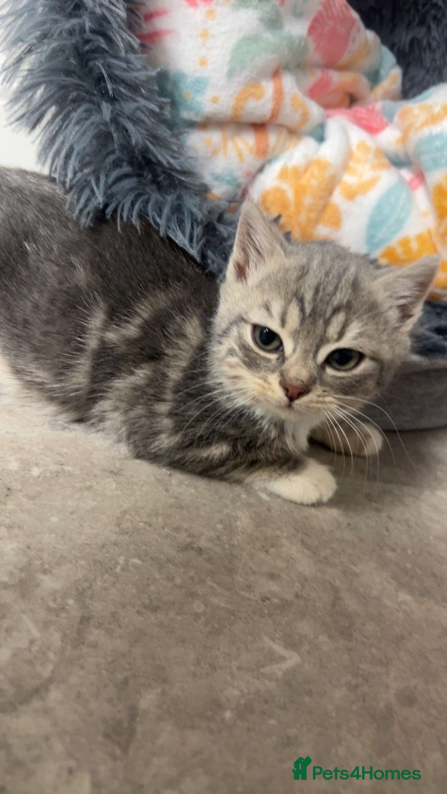 Mixed Breed cats silver kitten female  - Advert 4