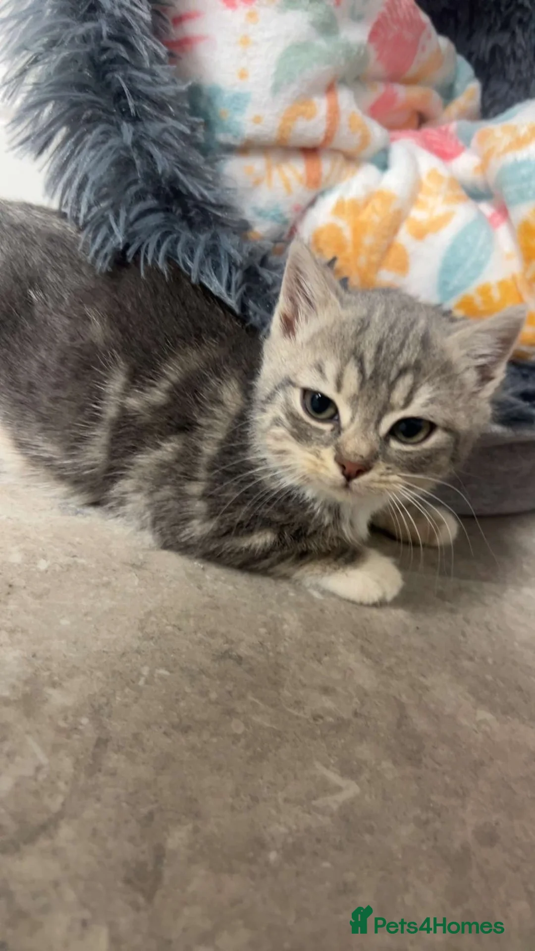 Mixed Breed cats for sale: silver kitten female  - Advert 1