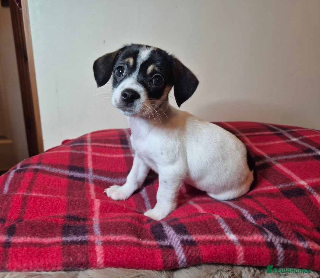 Chihuahua dogs for sale: Chihuahua puppies girls  - Advert 6