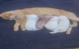 Sphynx cats for sale: Sphynx naked and coated  - Image 33