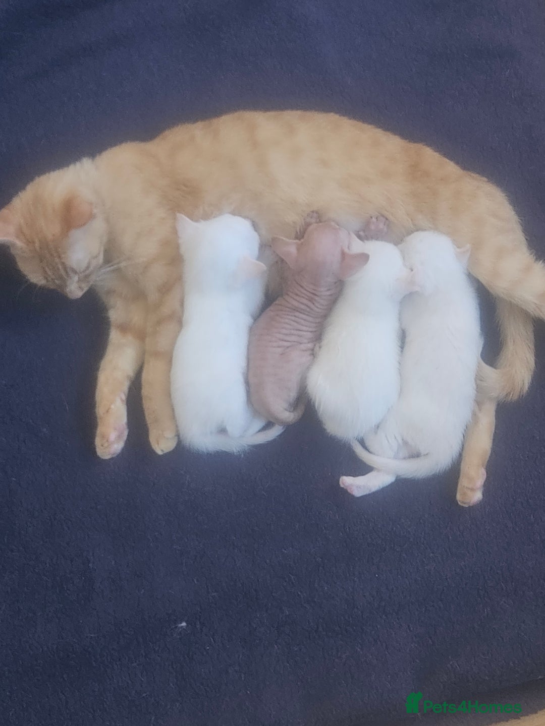 Sphynx cats for sale: Sphynx naked and coated  - Image 33