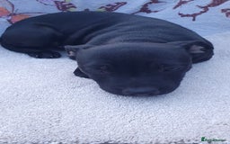 Staffordshire Bull Terrier dogs for sale: KC registeres Staffordshire bull terrier puppies - Image 7