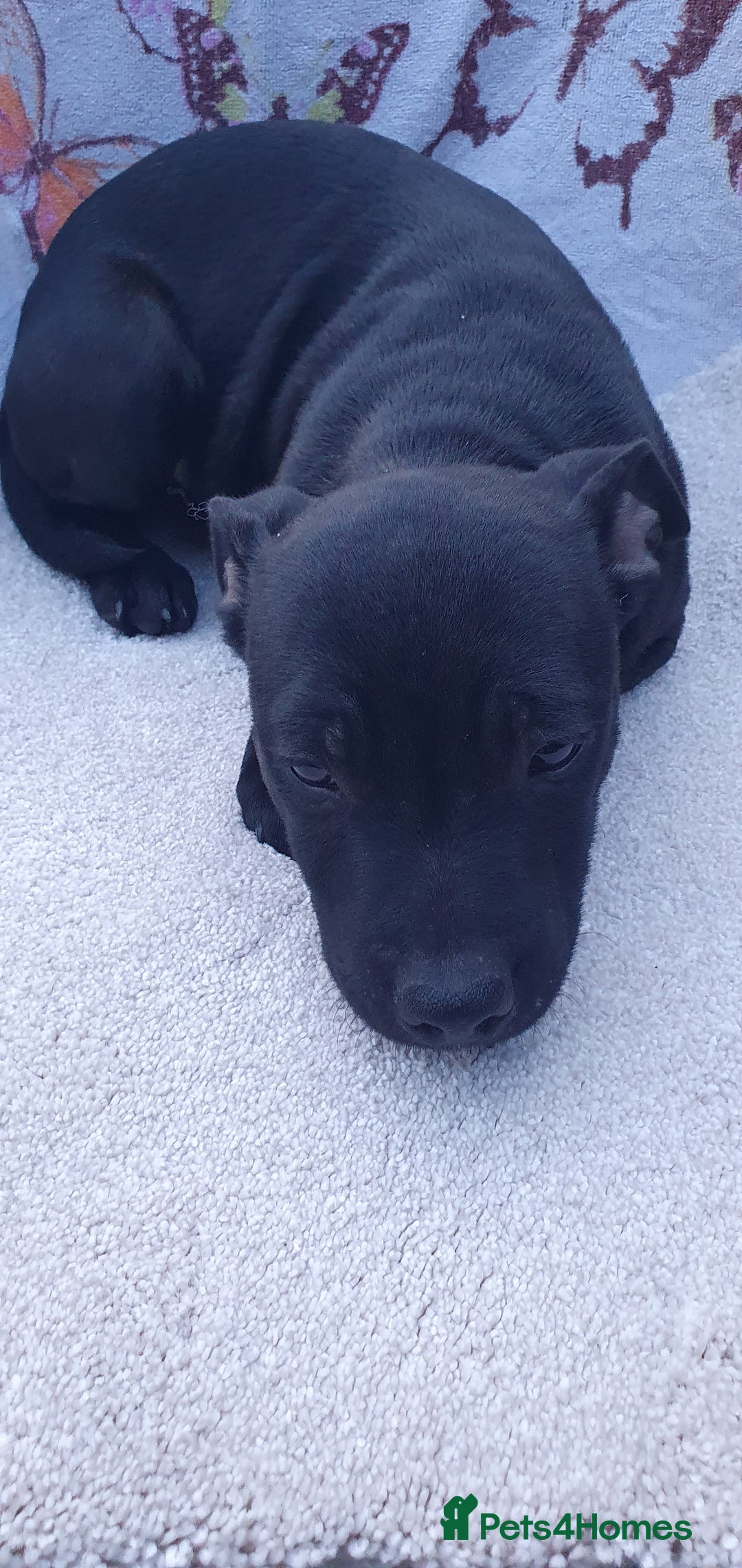 Staffordshire Bull Terrier dogs for sale: KC registeres Staffordshire bull terrier puppies - Image 7