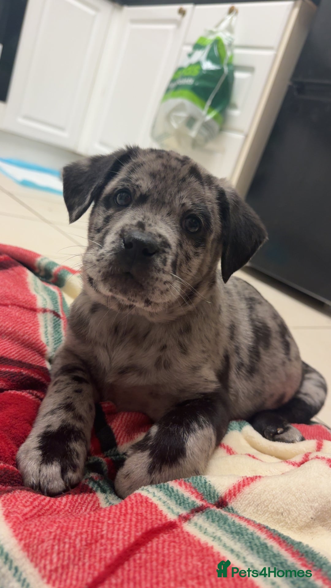 Mixed Breed dogs for sale: Chow Chow/American Bulldog - Advert 2