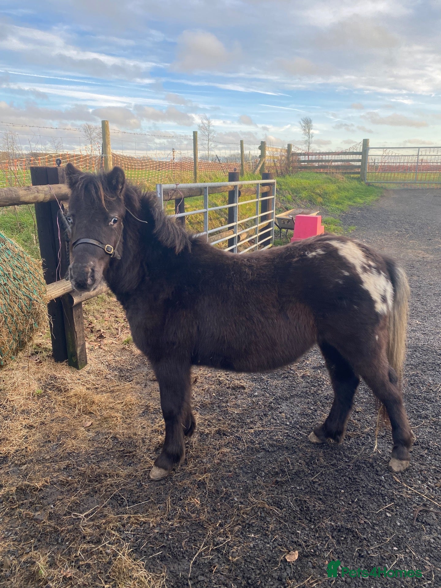 Dartmoor horses for sale: 2 year old DHP gelding “Ned” for sale  - Advert 16