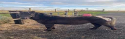 Dartmoor horses for sale: 2 year old DHP gelding “Ned” for sale  in Barnstaple - Advert 1