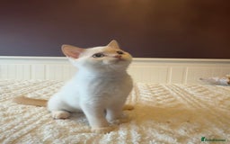 British Shorthair cats for sale: BSH GCCF cream colourpoint male  - Image 1