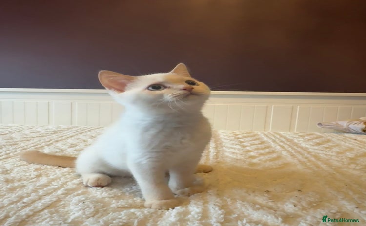 British Shorthair cats - Advert 11