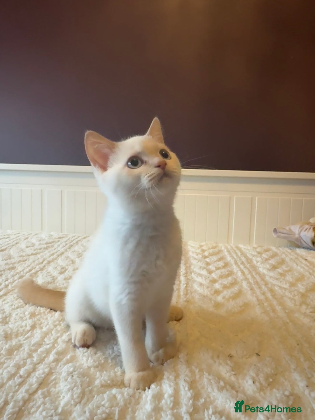 British Shorthair cats for sale: BSH GCCF cream colourpoint male  - Image 1