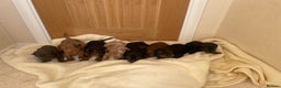 Miniature Dachshund dogs for sale: Miniature dachshunds Black and Tan boy available  - Advert 1
