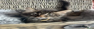 Mixed Breed Kitten 2