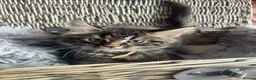 Mixed Breed cats for sale: Ragamuffin x Maine Coon Kittens For Sale  - Advert 4