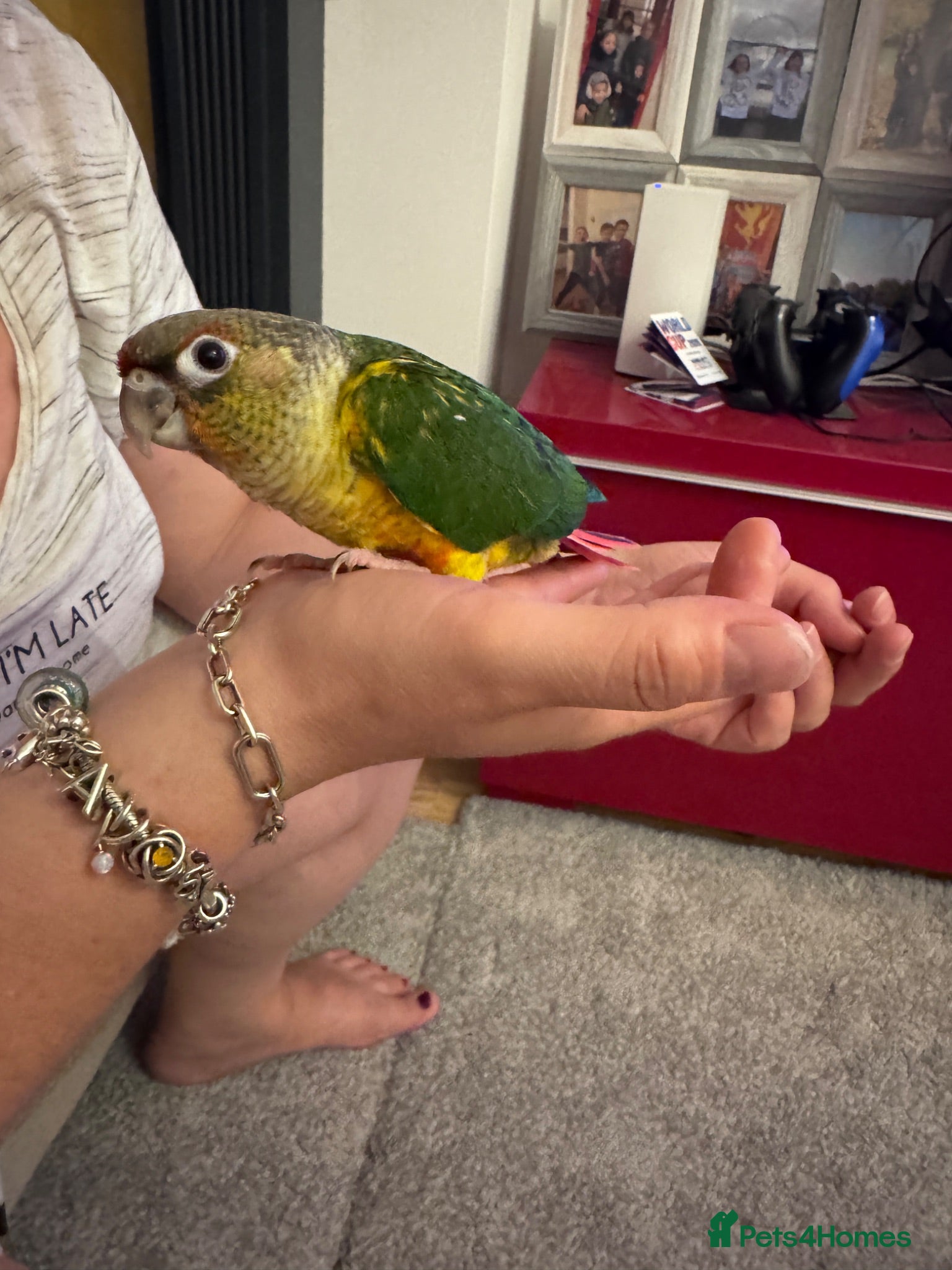 Conures birds Tamed baby conures - Advert 1