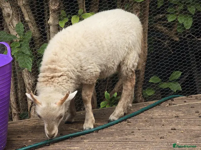 Sheep livestock for sale: Ouessant (miniature sheep) wether lamb - Advert 2