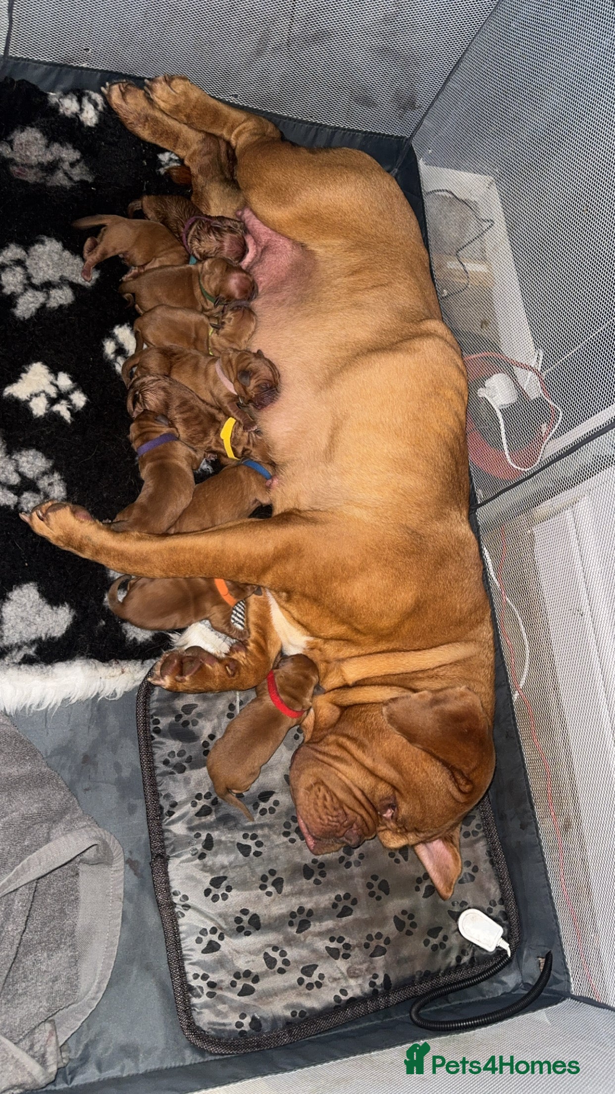 Dogue De Bordeaux dogs (REDUCED) kc registered champ blood ddb puppies  - Advert 5