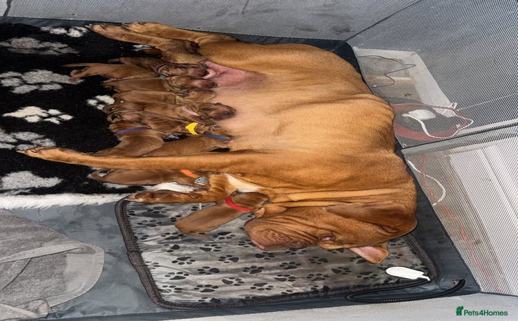 Dogue De Bordeaux dogs - Advert 2