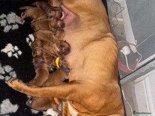 Dogue De Bordeaux dogs (REDUCED) kc registered champ blood ddb puppies - Advert 13
