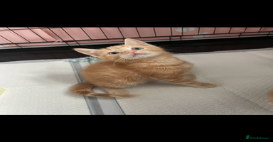 Mixed Breed cats - Advert 6